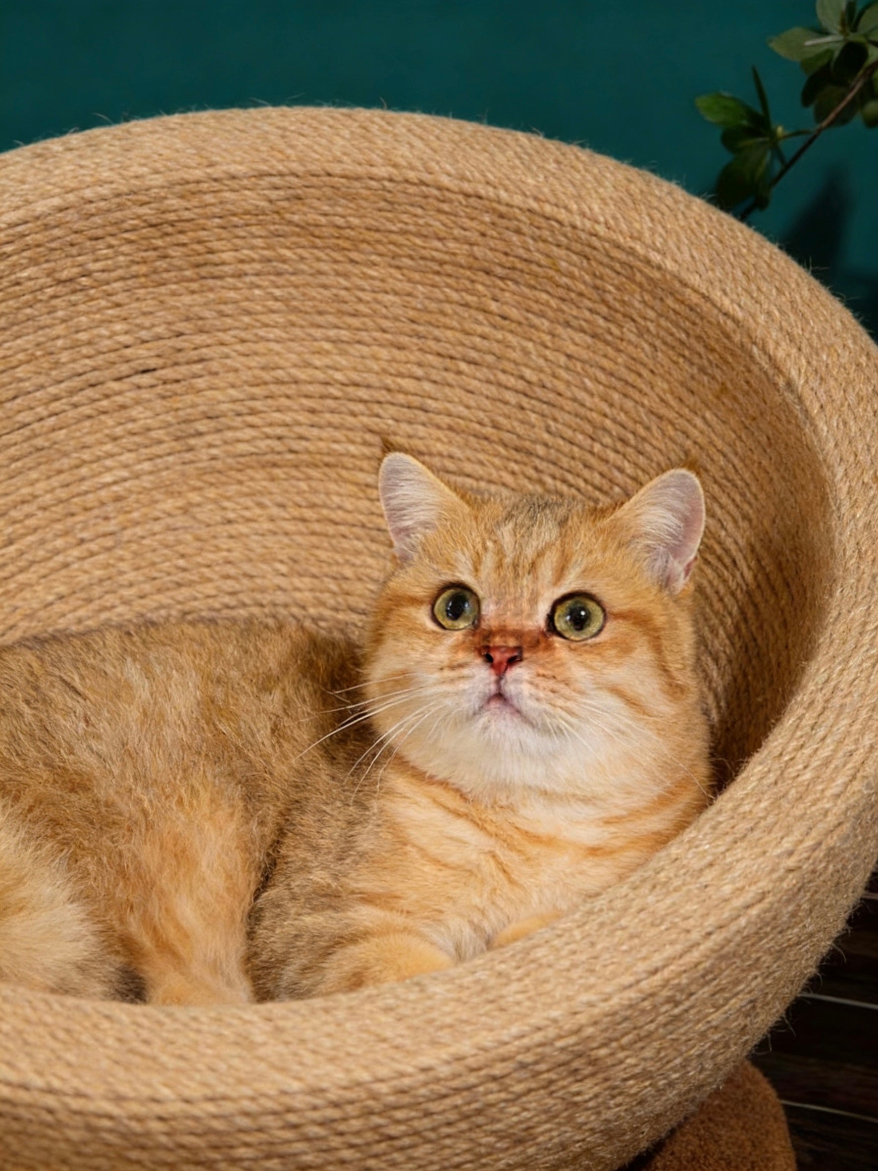 Cat Scratch Board & Nest – Natural Comfort, Play, and Relaxation