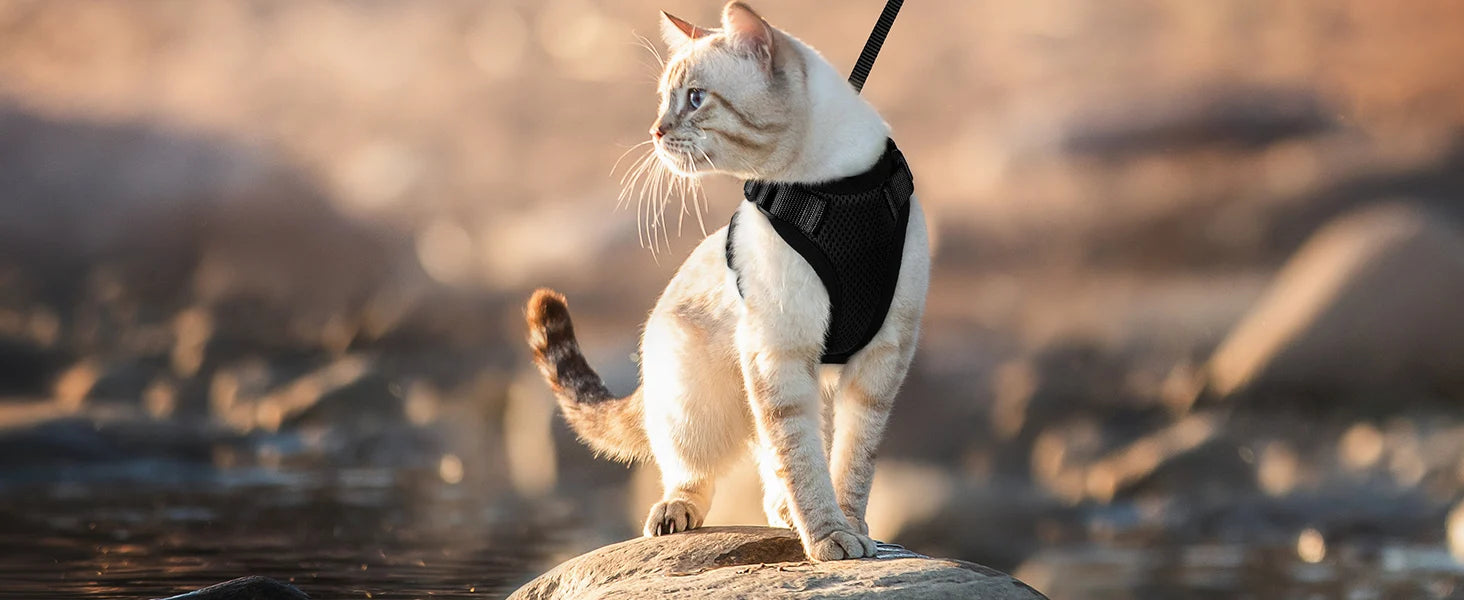 Soft Adjustable Cat Vest Harness – Comfortable, Breathable, and Safe